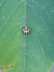 Harmonia axyridis