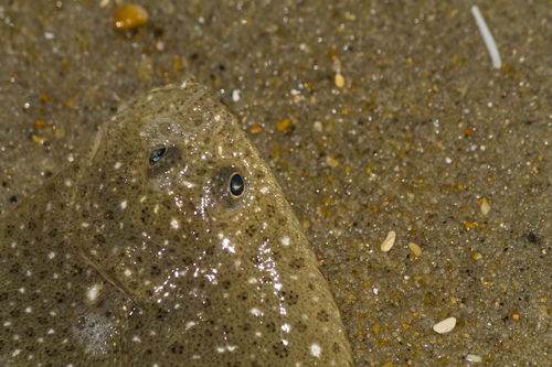 Scophthalmus aquosus