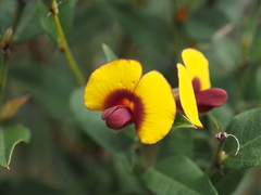 Bossiaea ornata