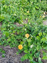 Abutilon sonneratianum