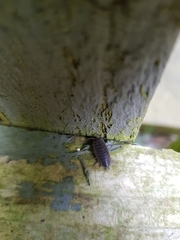 Porcellio scaber