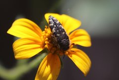 Acmaeodera decipiens