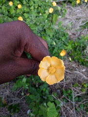 Abutilon sonneratianum