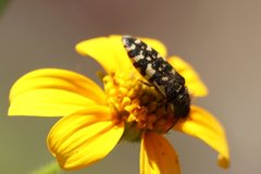Acmaeodera decipiens
