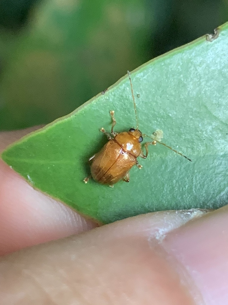 Colaspoides picea