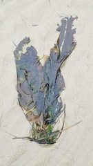 Laminariaceae