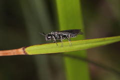 Antargidium nigrum
