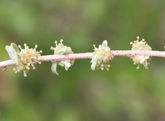 Atriplex glauca