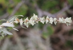 Atriplex glauca