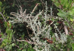Atriplex glauca