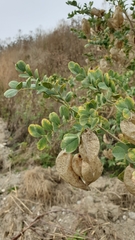 Colutea