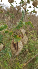 Colutea