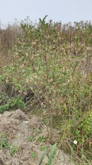 Colutea