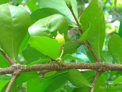 Malpighia glabra