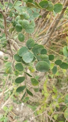 Colutea