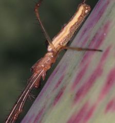 Arachnida