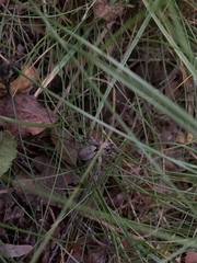 Alopecosa inquilina