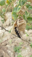 Colutea