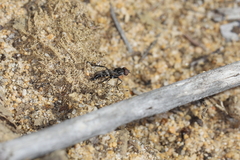 Acraspisa