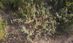 Hermannia lavandulifolia