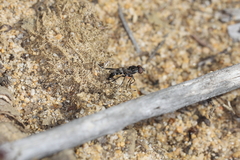 Acraspisa