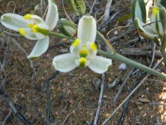 Albuca longipes