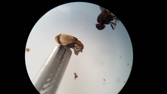 Peristoreus discoideus