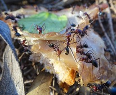 Iridomyrmex purpureus