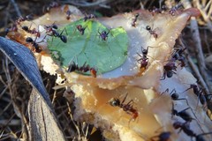 Iridomyrmex purpureus