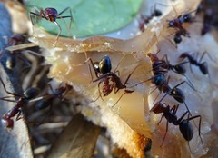 Iridomyrmex purpureus