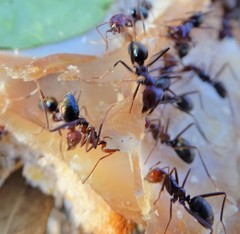 Iridomyrmex purpureus