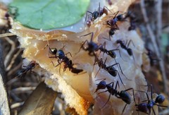 Iridomyrmex purpureus