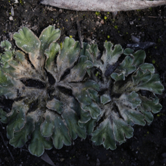 Riccia spongiosula