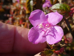 Heterocentron elegans