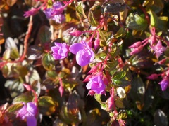 Heterocentron elegans