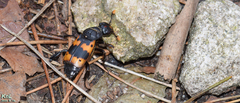 Nicrophorus quadripunctatus