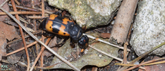 Nicrophorus quadripunctatus