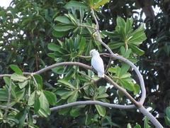 Cacatua goffiniana