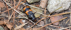 Nicrophorus quadripunctatus