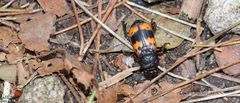 Nicrophorus quadripunctatus