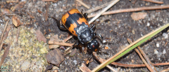 Nicrophorus quadripunctatus