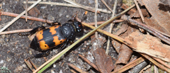 Nicrophorus quadripunctatus