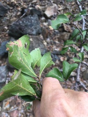 Cupaniopsis wadsworthii