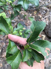 Cupaniopsis wadsworthii