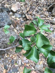 Cupaniopsis wadsworthii