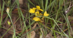 Phasmodinae
