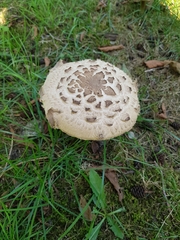 Chlorophyllum