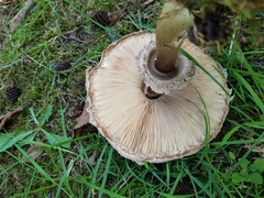Chlorophyllum