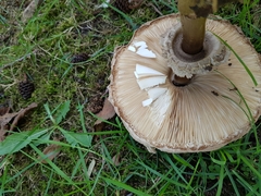 Chlorophyllum