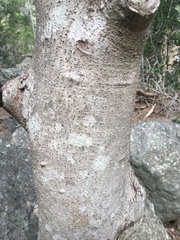 Neolitsea dealbata